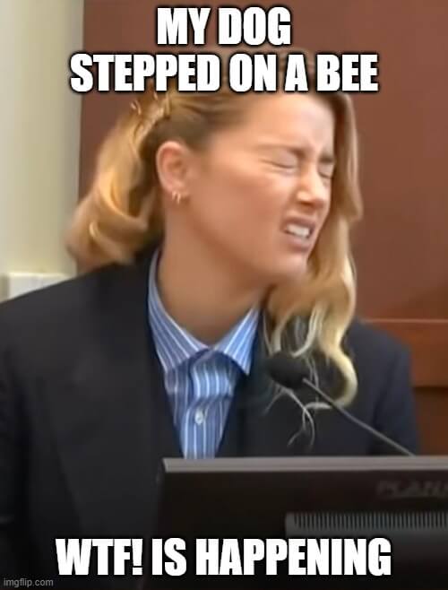 my dog stepped on a bee meme
