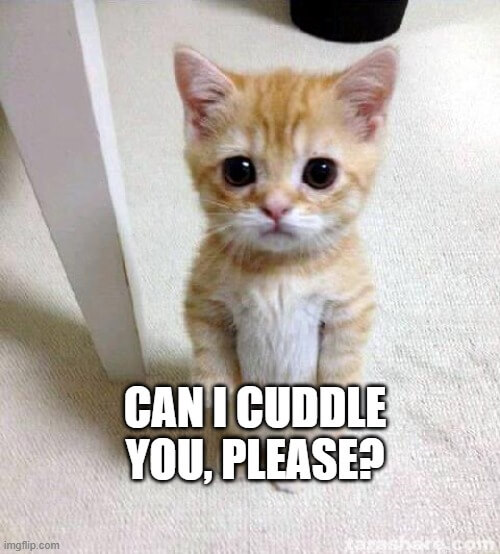 can i cuddle you please meme
