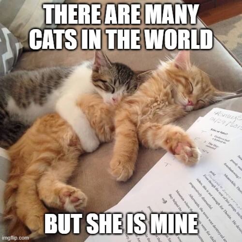 cats cuddle meme