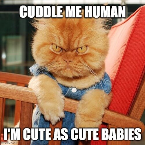 cuddle me human meme