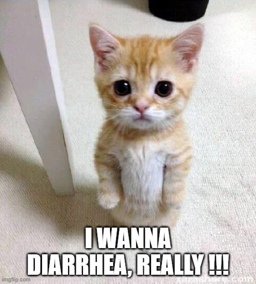 cute cat wanna diarrhea meme