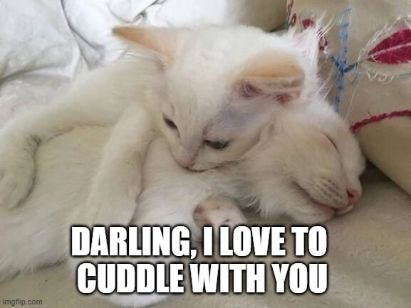 darling i love to cuddle with you meme