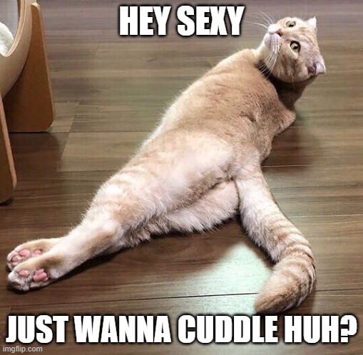 hey sexy wanna cuddle meme