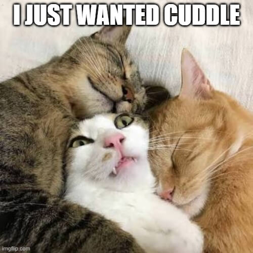cuddle meme
