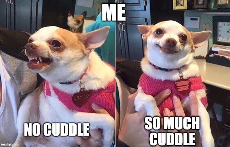 mood of cuddle meme