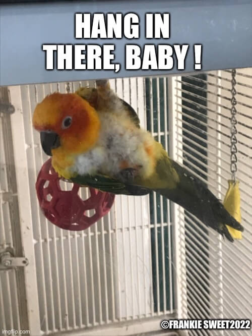 baby hang in there meme