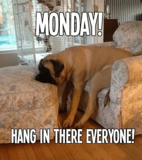 hang in there monday meme