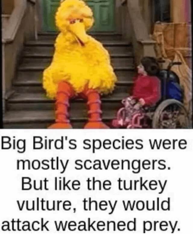 scavengers big bird meme