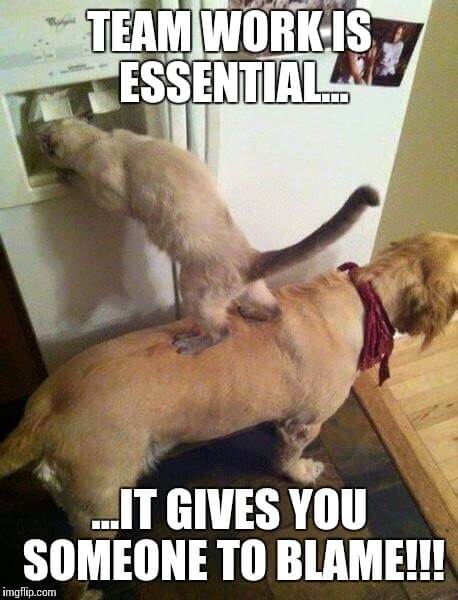 animal teamwork meme