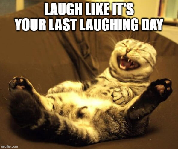 cat laughing meme