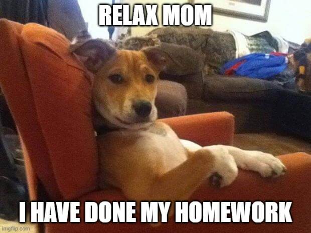 dog relaxtion meme