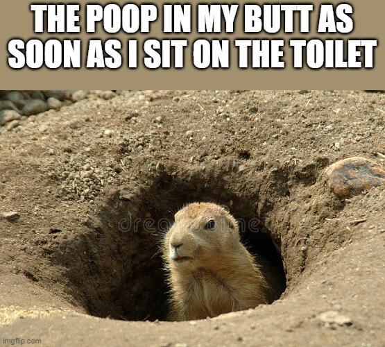 poop is looking pooping meme