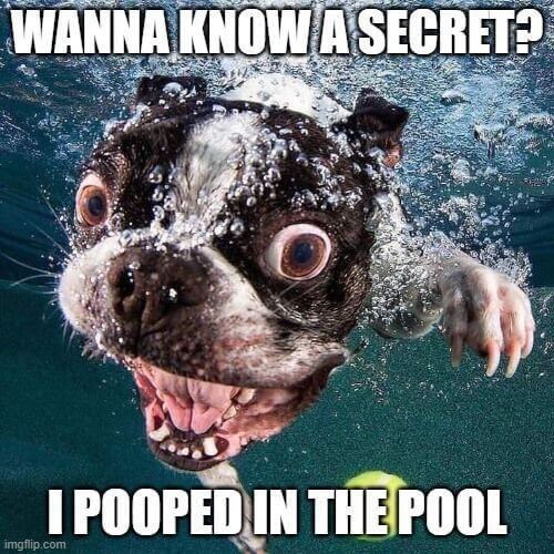 pooped in the pool meme