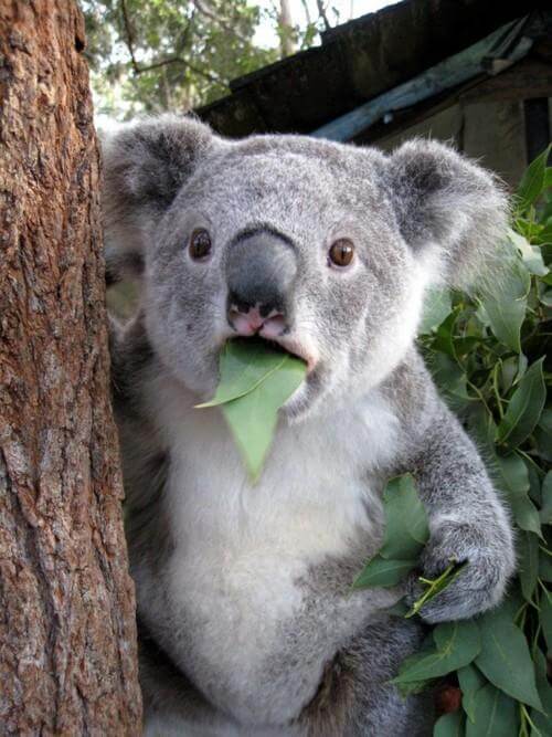Surprised Koala Shocked Meme
