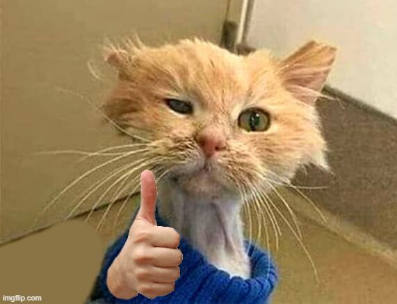 chill cat thumbs up meme