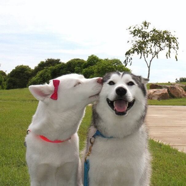 girlfriend kissing meme
