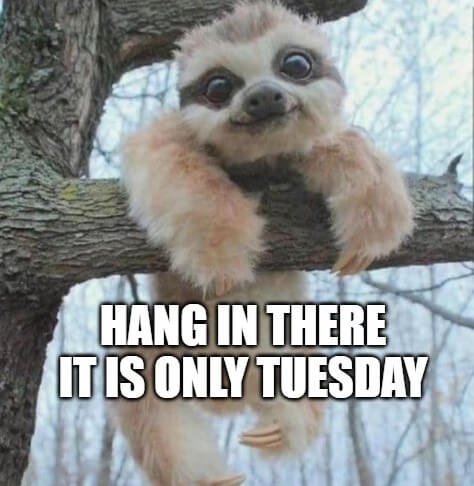 hang in there it is only tuesday sloth meme