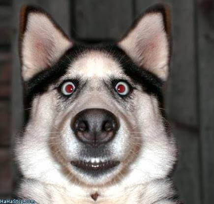husky shocked face meme