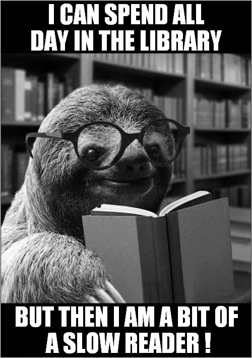 i can spend all day in the labrary sloth meme