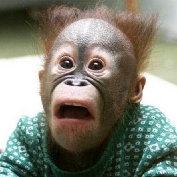 shocked monkey face meme