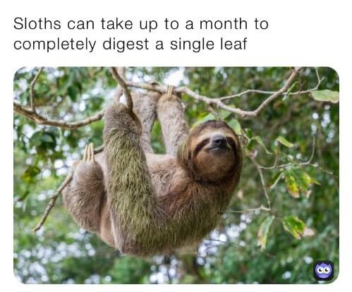 sloths can take up to a month to completely digest a single leaf