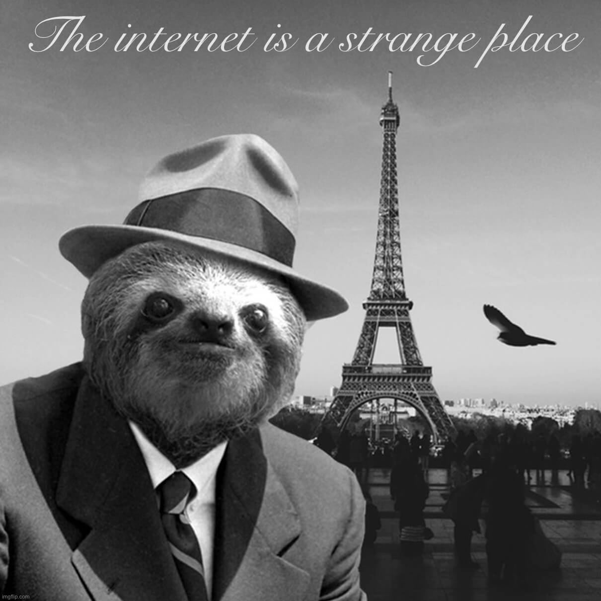 the internet is a strange place sloth meme