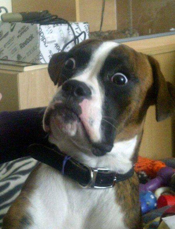 weird dog face shocked meme